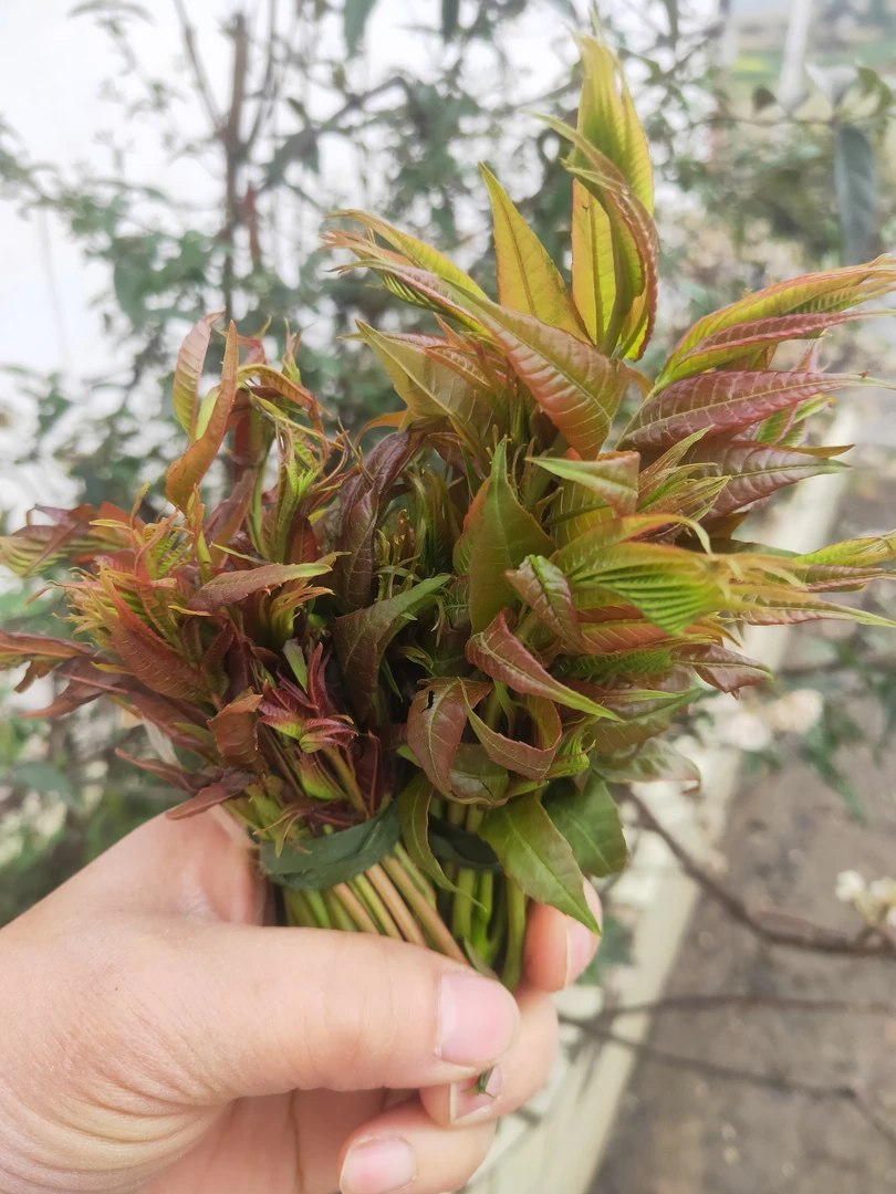 贵州高山春菜 香椿 春芽 椿菜