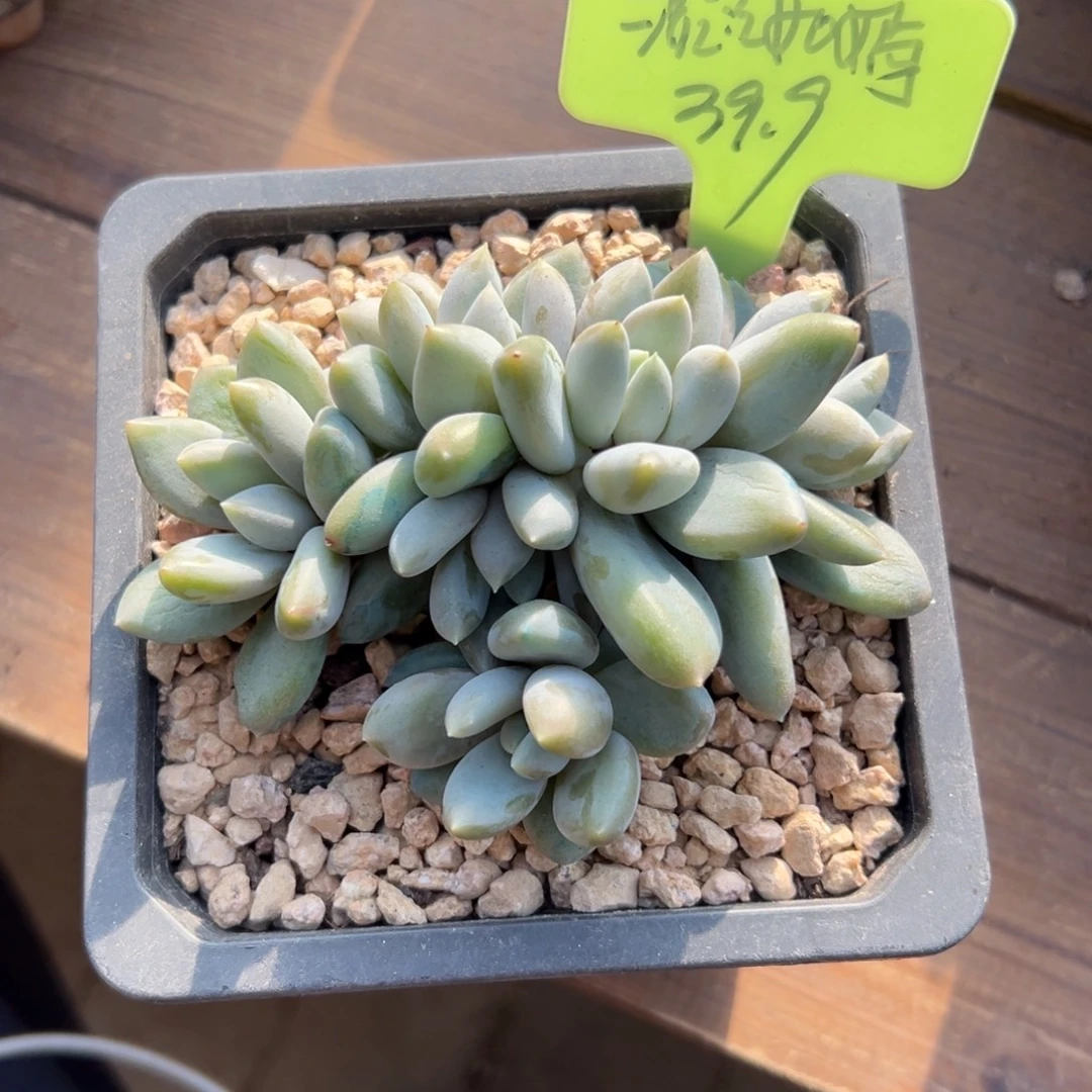 淡***嫣哥特11111111111111111