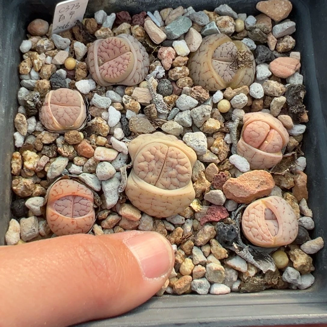 【闪购商品】985……