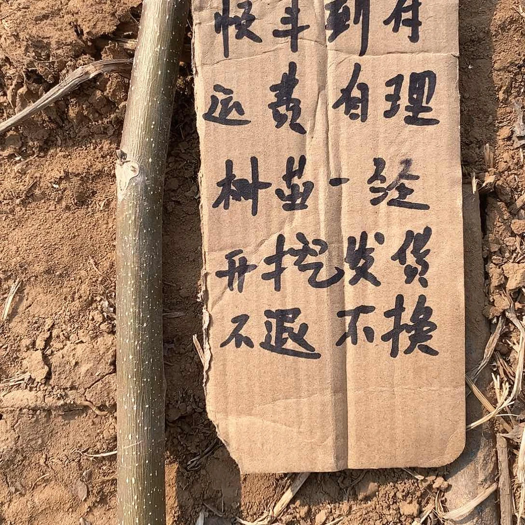 文玩核桃把件晨**B蛤蟆，猴头各10个芽
