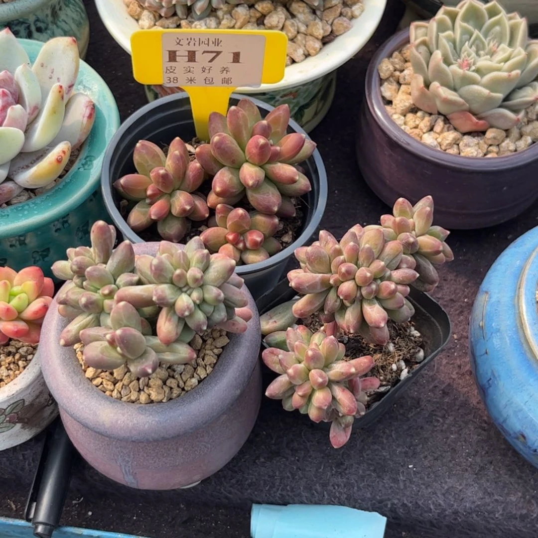 豪*贝多肉植物1111组合1111