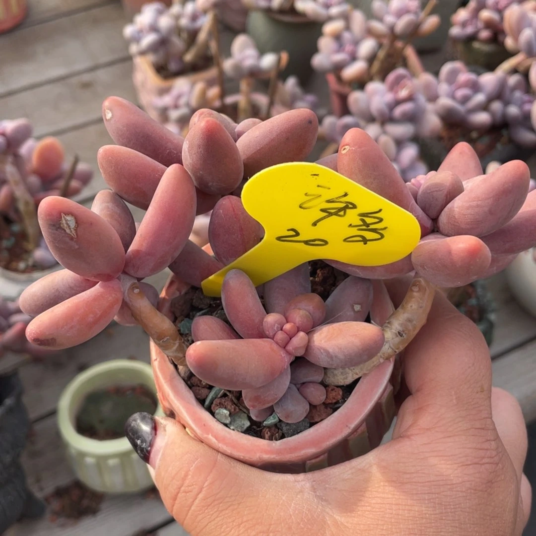 许***后红手指群生一个无砍20