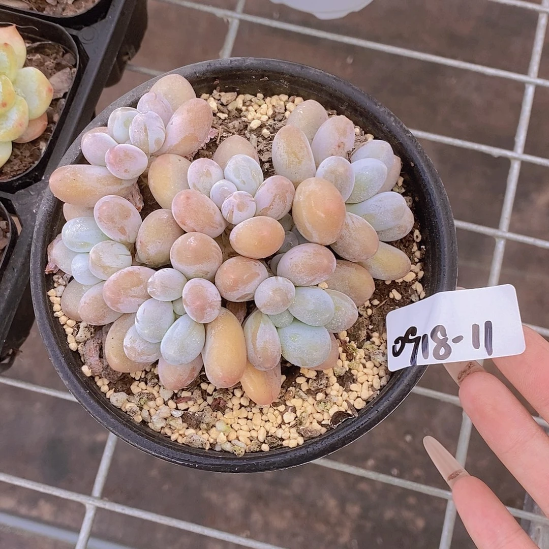 0918-11-矮壮丸叶汤圆群福利一颗一物一拍