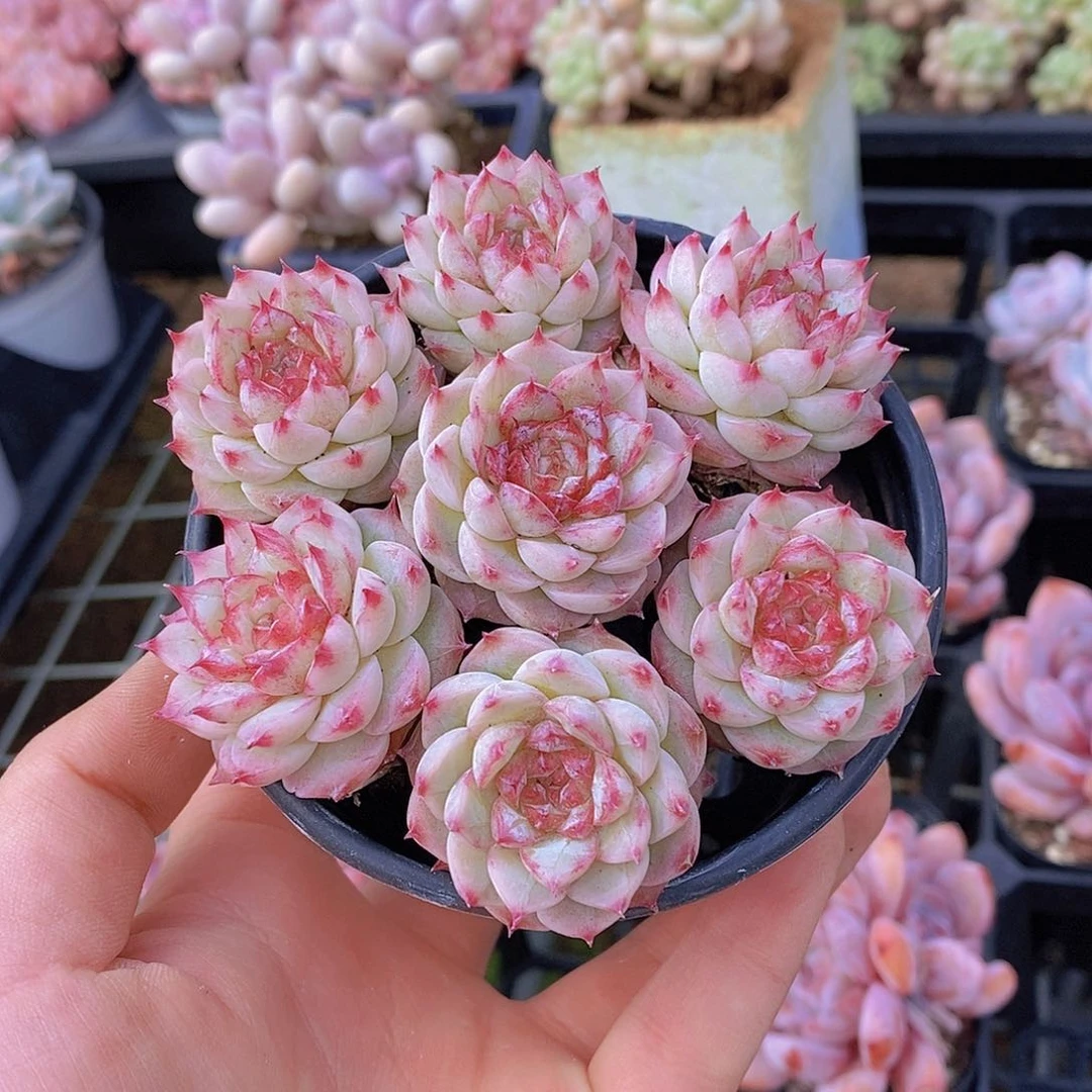 0510-小女王7颗拼盘量拍