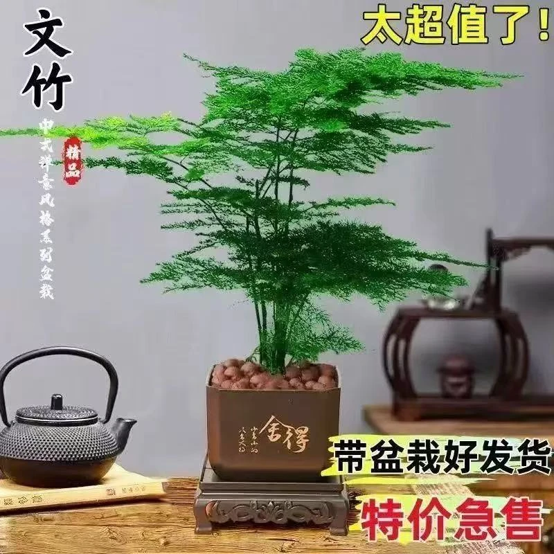 文竹盆栽绿植花卉盆景植物室内客厅水培文松云竹带盆大苗四季常青