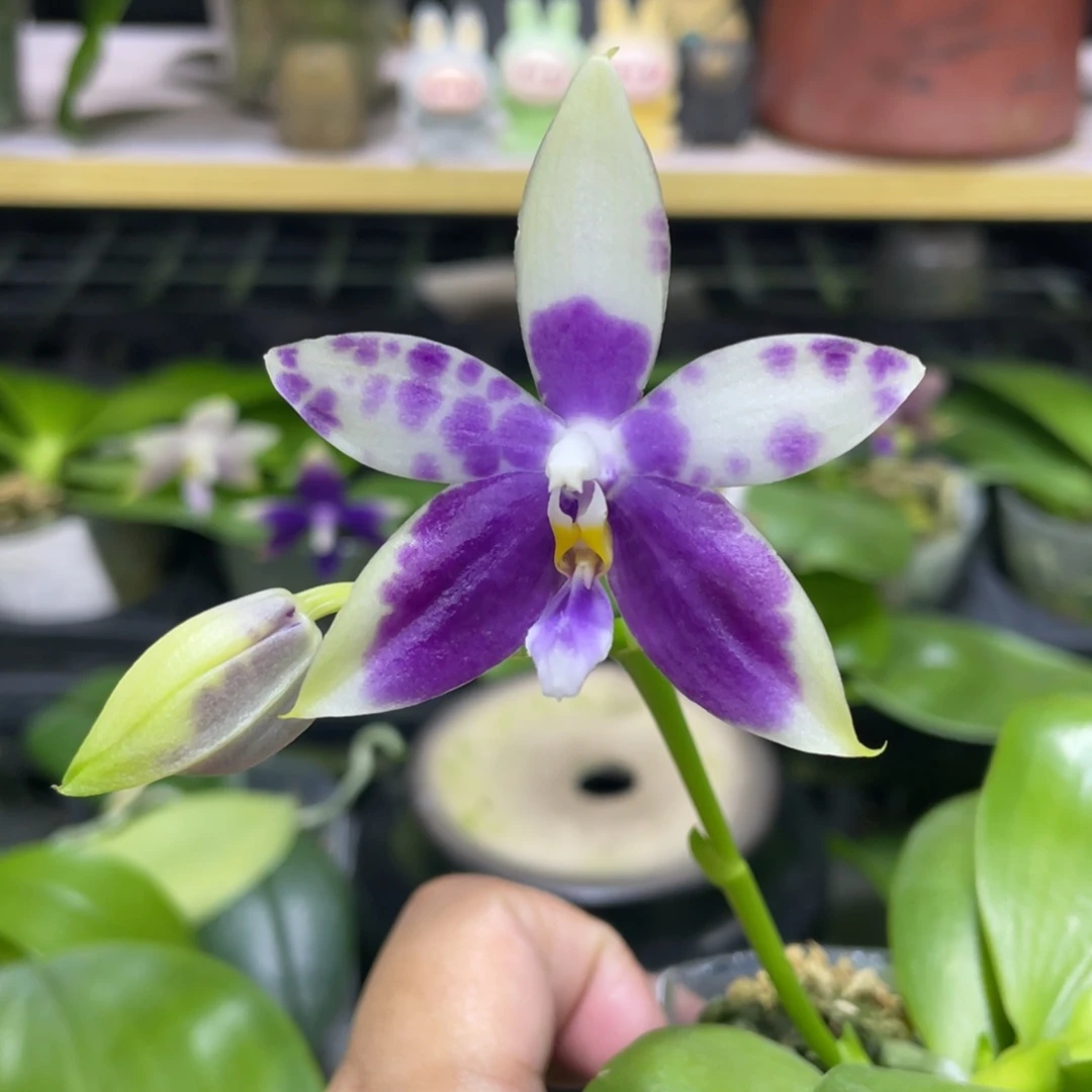 完全开放珍豹2.5寸