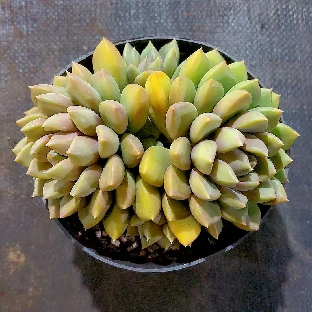 【精品双头象牙】【满9.9包邮】星花怒放阳台露台办公多肉植物栽种养