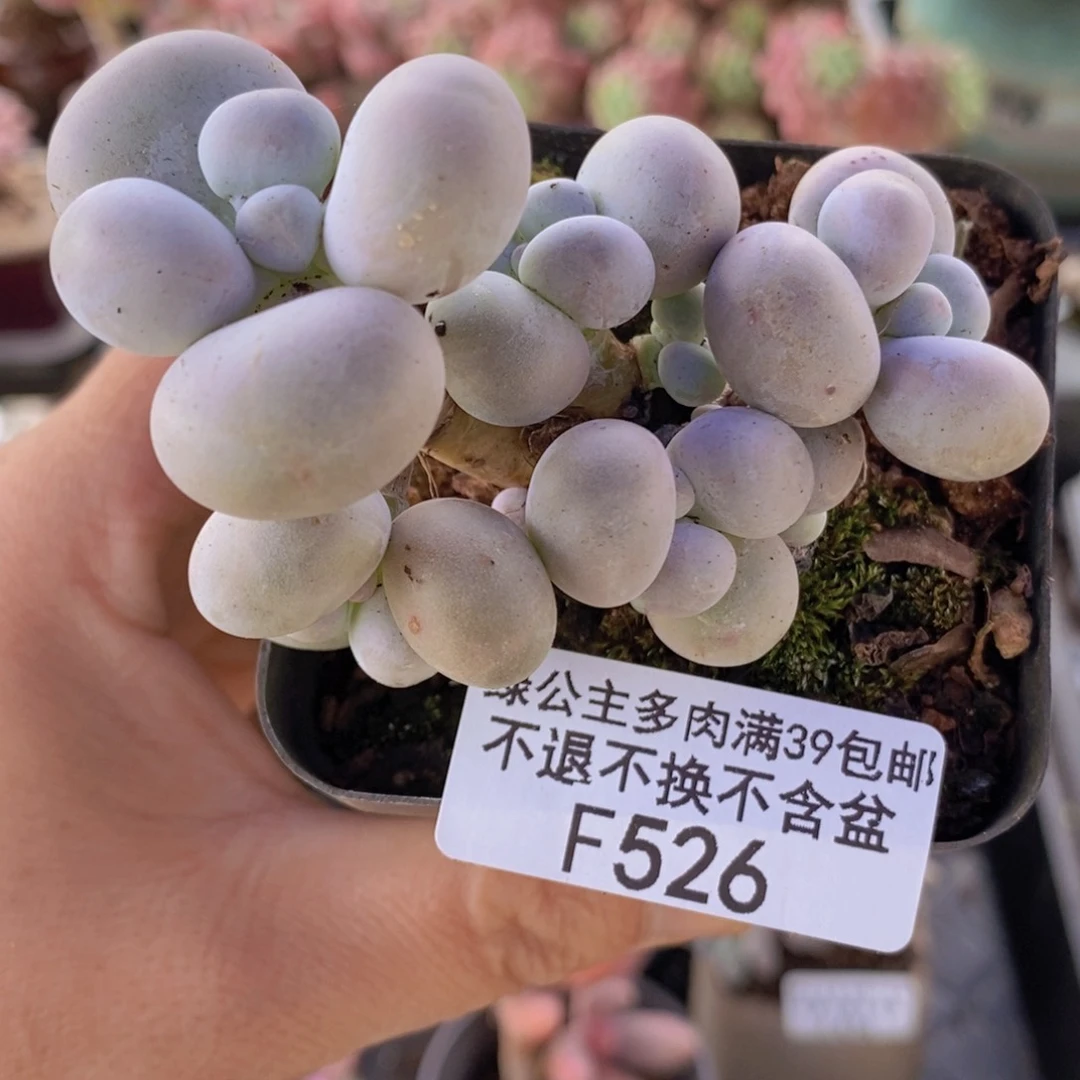 芭比奶洛7cm526多肉植物