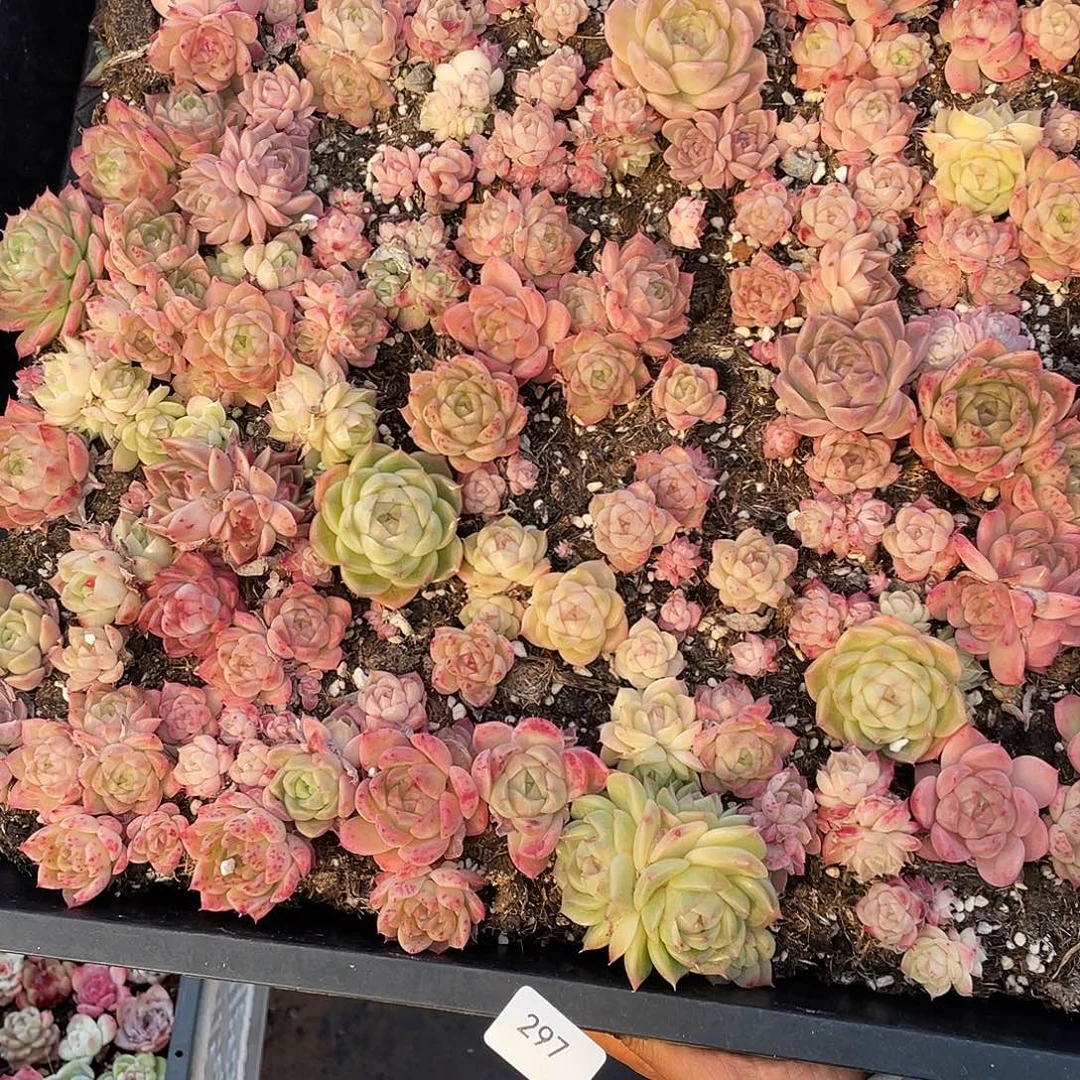 璐***瑶297。 定。