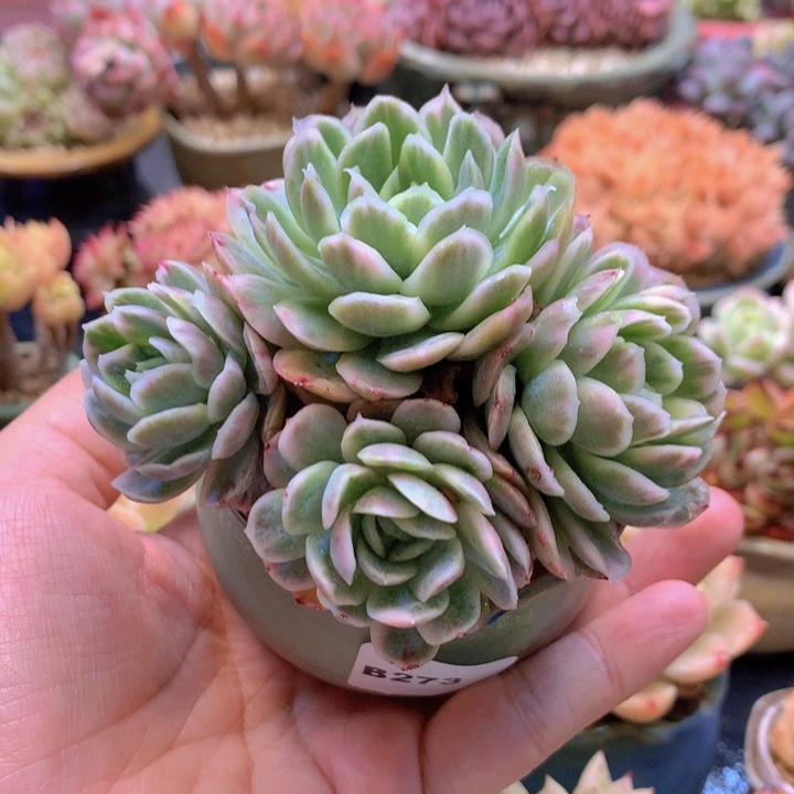 一物一拍含盆土满38包邮B273