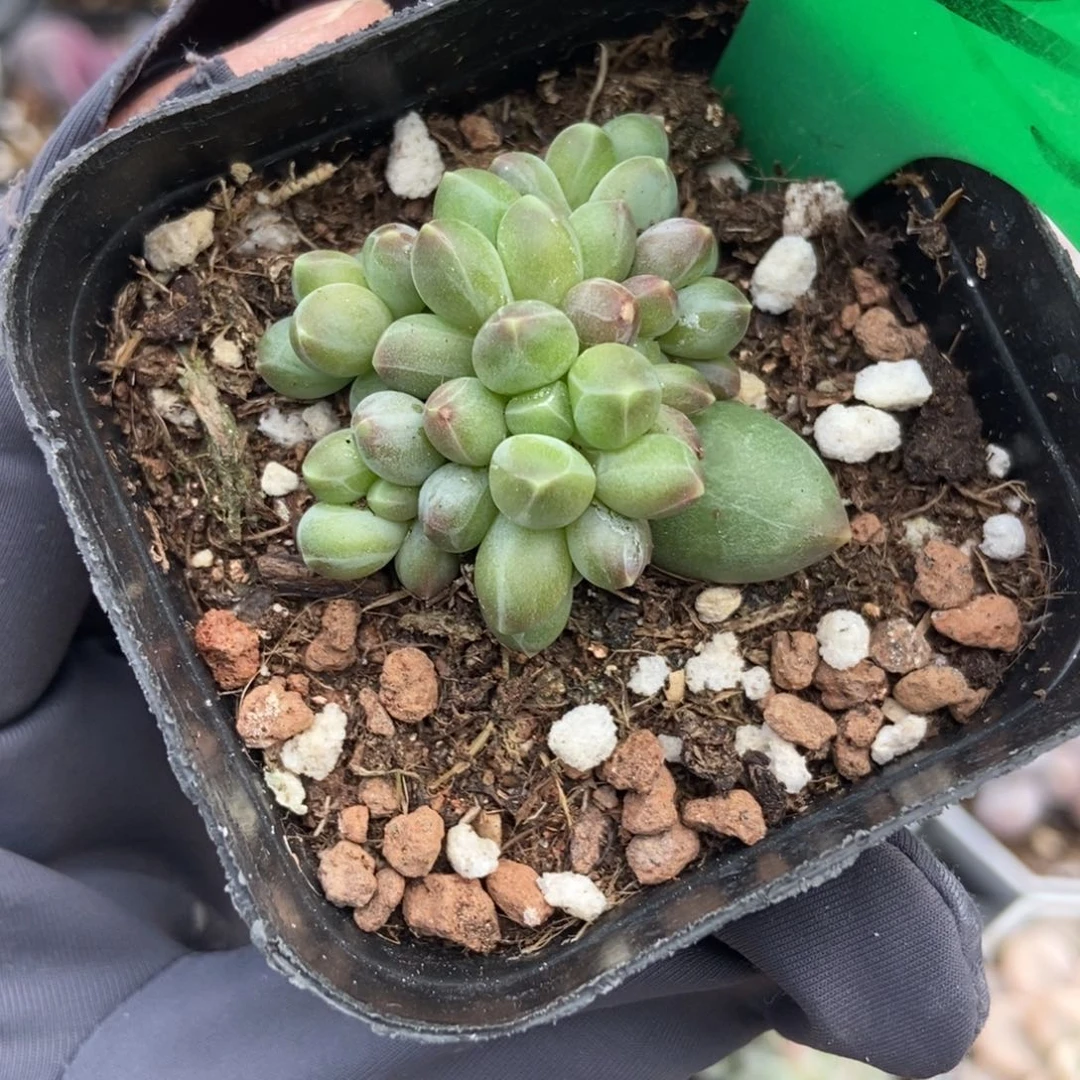 825伊卡鲁斯多肉植物