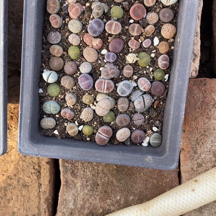 z***i生石花等植物的生长892