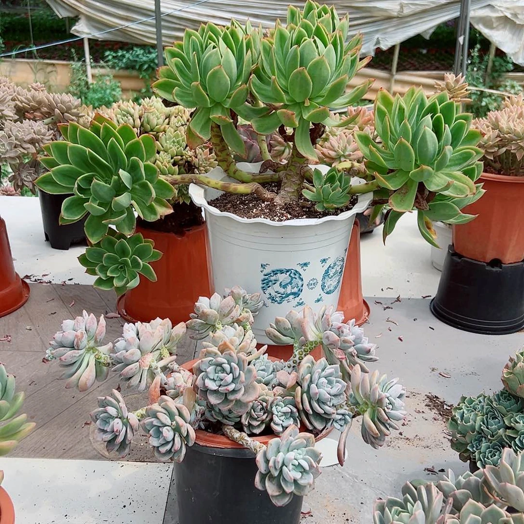 开***粒8430花之鹤多肉植物