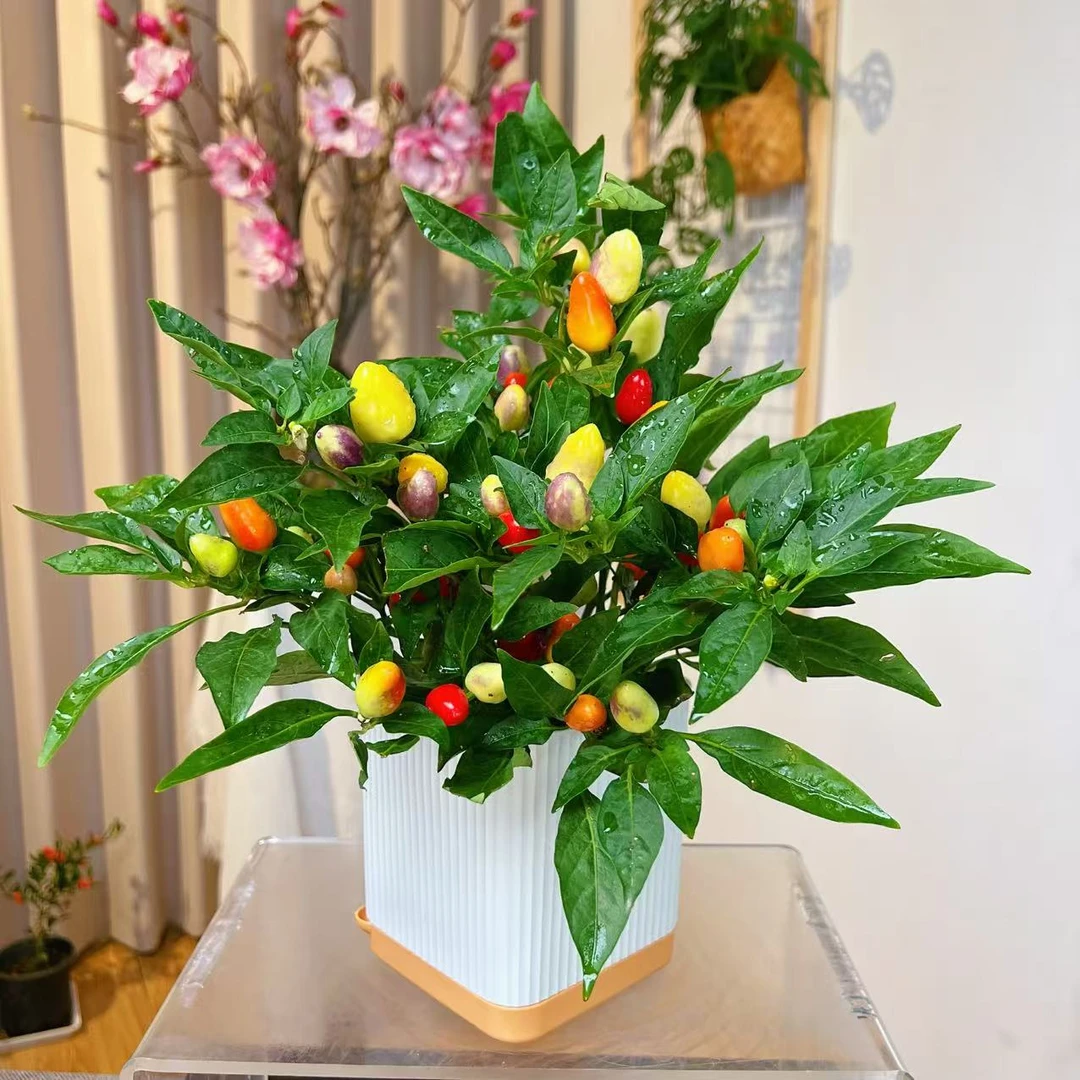 七彩辣椒盆栽四季播五彩椒朝天椒种苗阳台盆栽