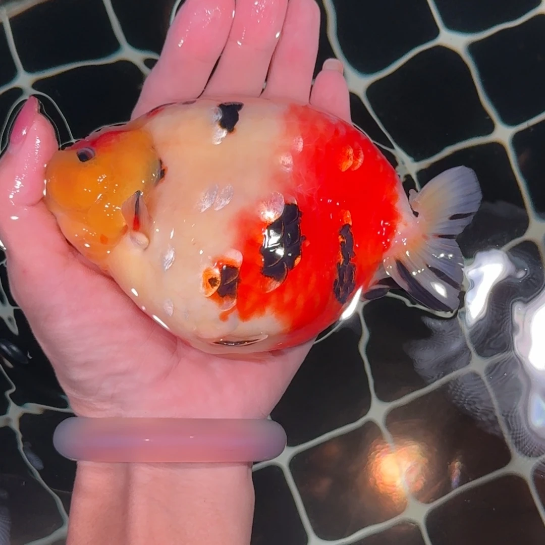 海水鱼高货兰寿兰寿