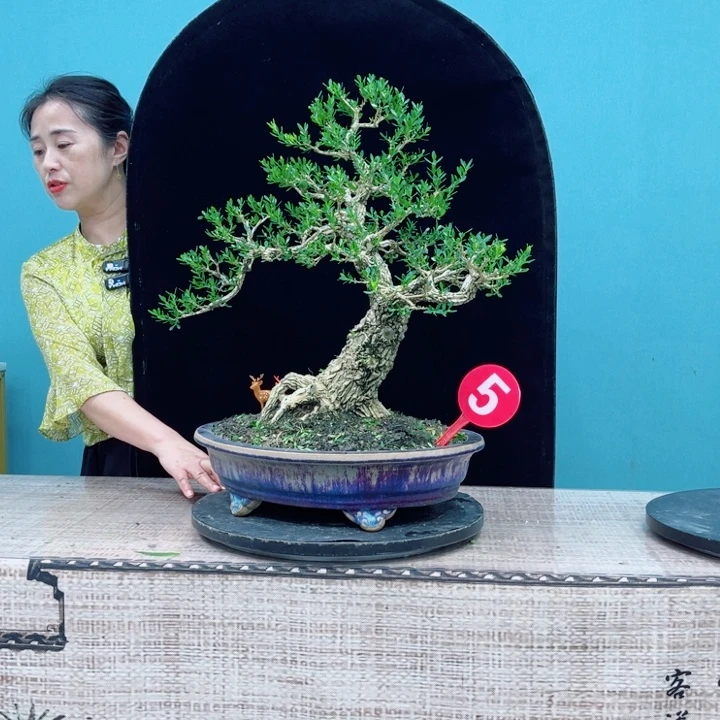 无花朵雀舌黄杨精品盆景