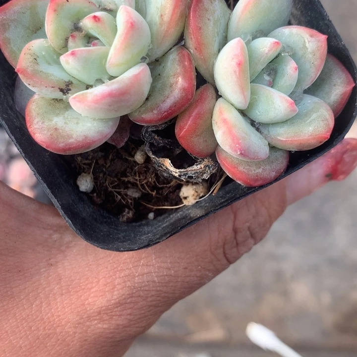 泡芙双  （不满9.99发空盆需要拍保温不拍扣1颗多肉）