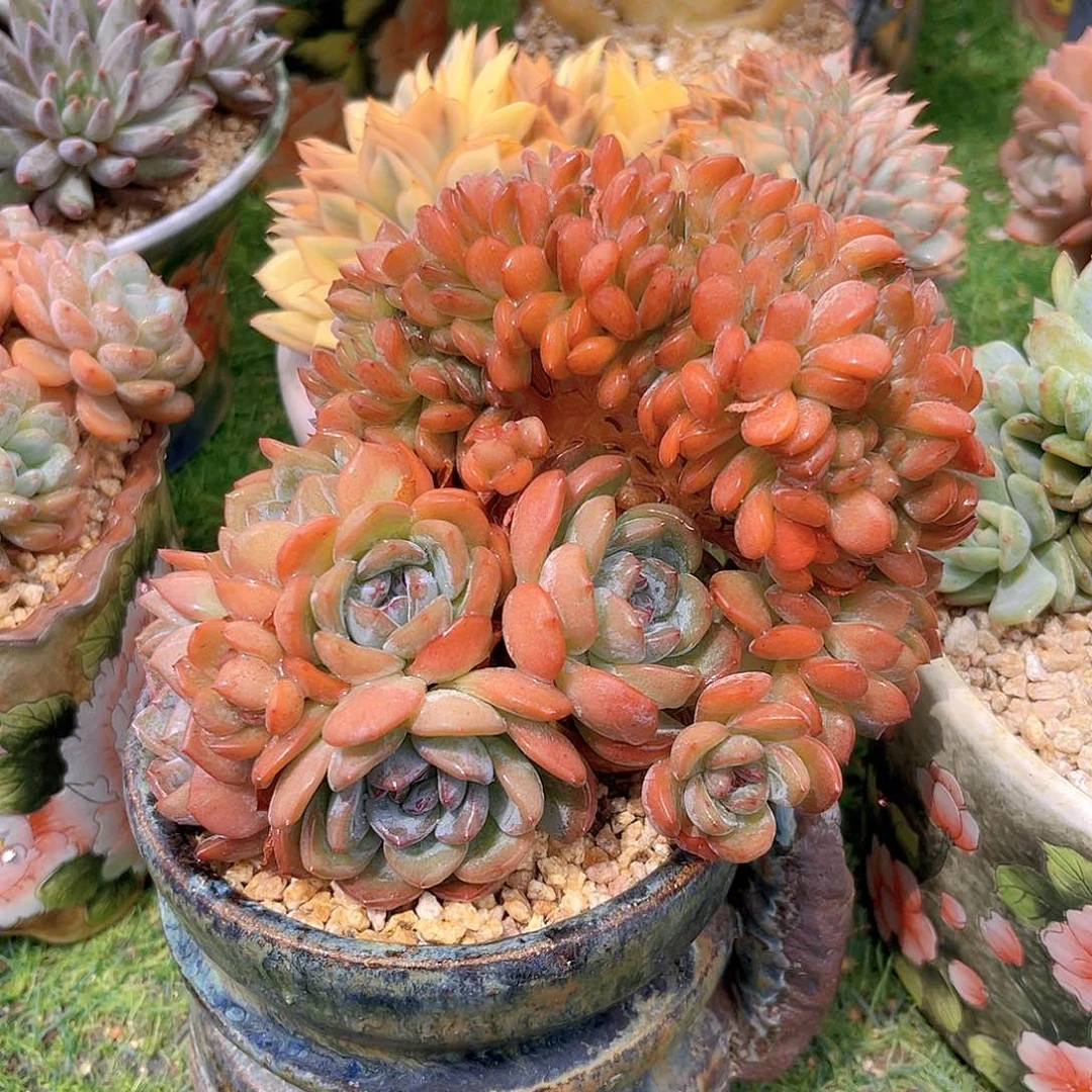 全明星有朵有缀树型