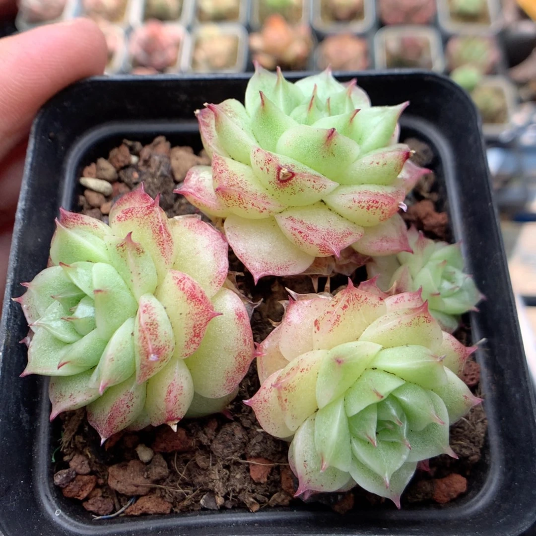 D92 柿子多肉20包邮两天凑单，偏远地区不发货