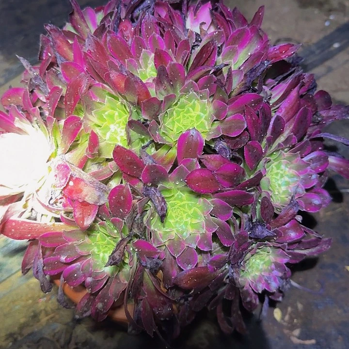 精品天合大波浪朵朵亏本福利