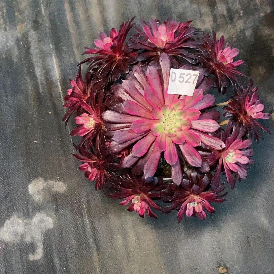 黑天鹅527多肉11111