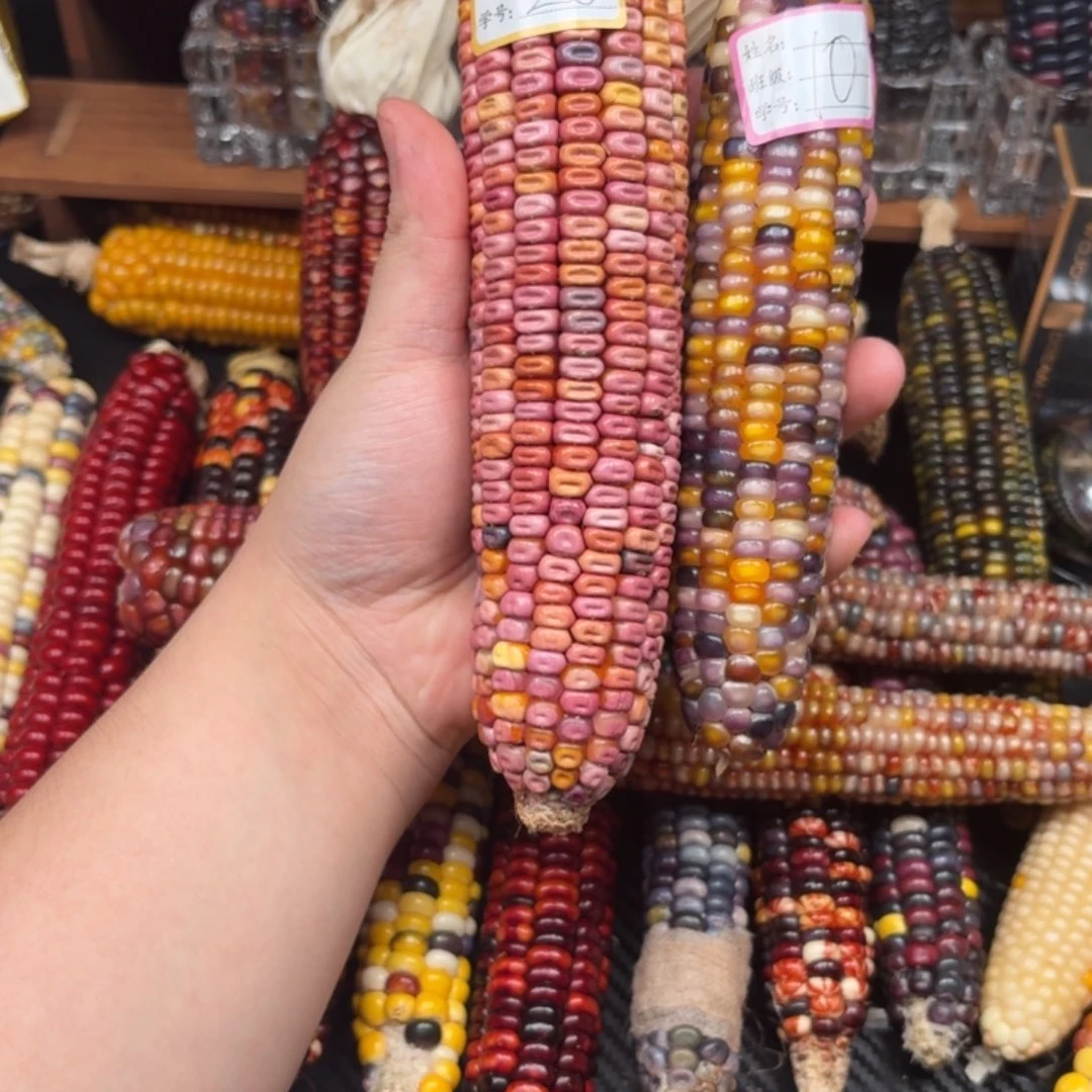 妖***噻吊坠柏香籽/百香籽