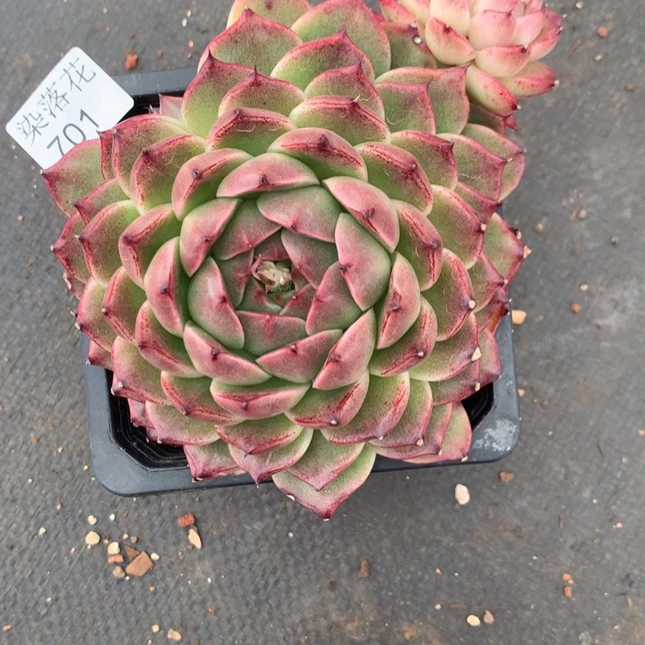 灸*爽精品多肉植物701