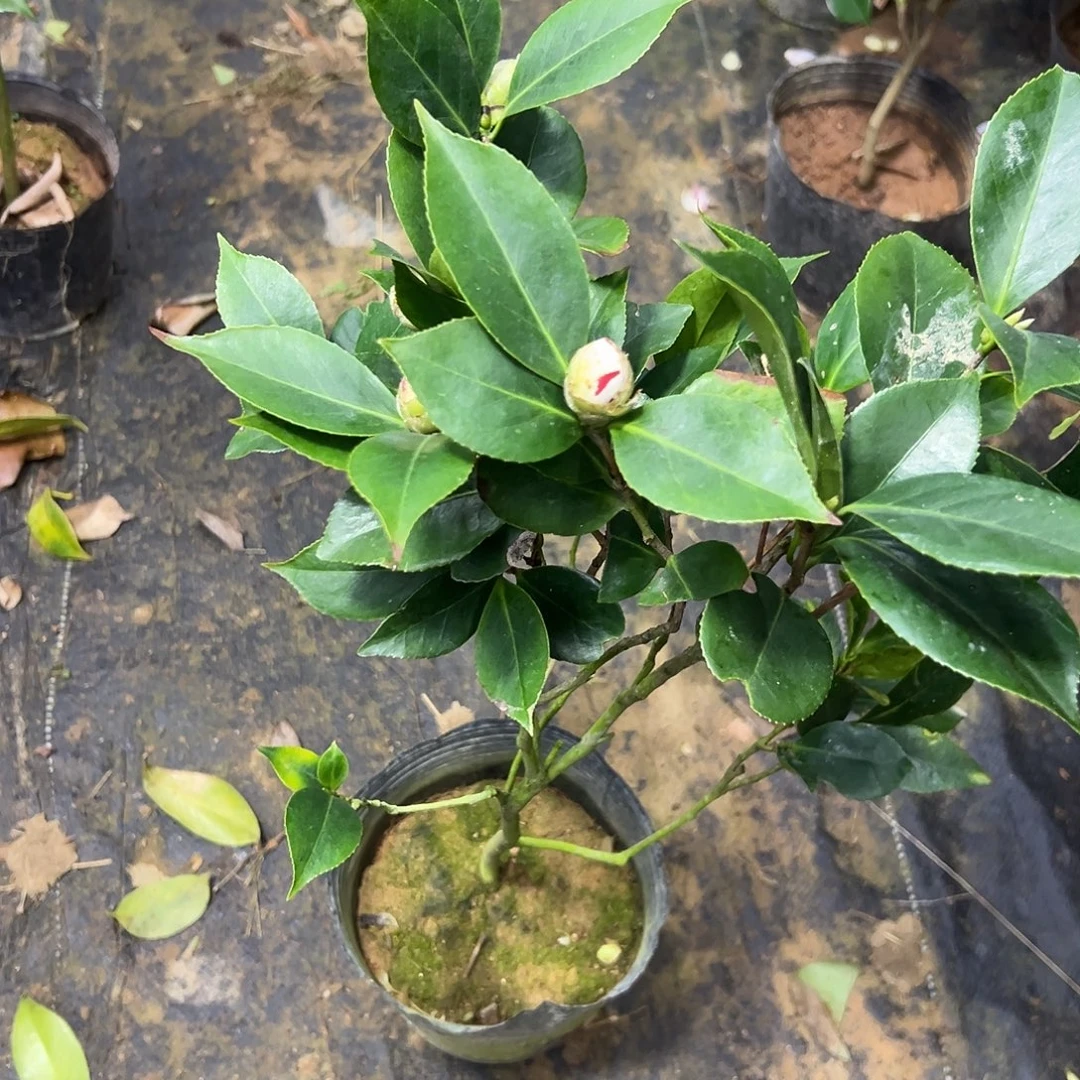 奶白底色带粉色的超五