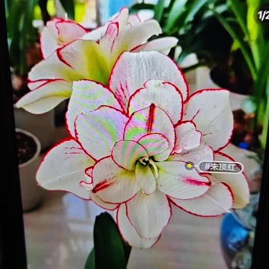 完全开放买买买7厘米带1侧