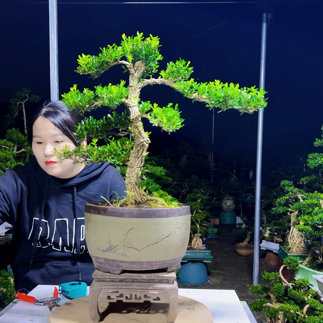 当前无花栽培后可以开花黄杨木