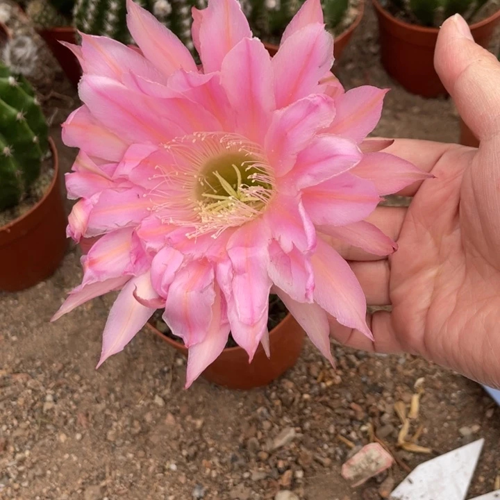 大*实生采草一颗大黑刺