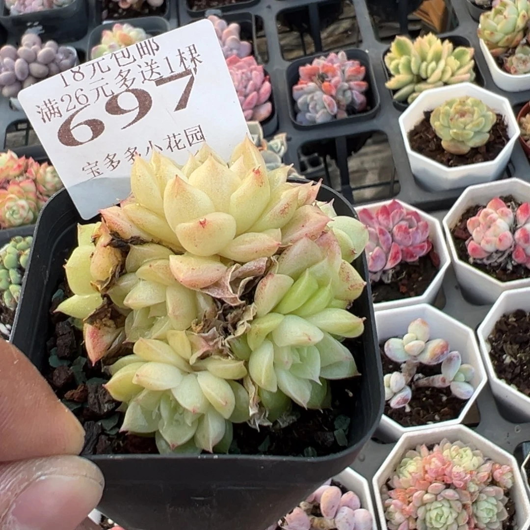 697号白天鹅麦秆群一物一拍满18包邮