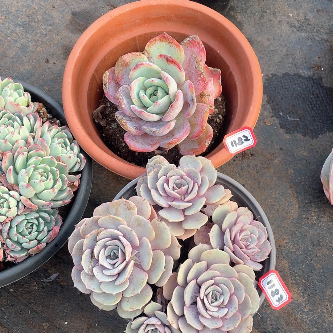 1182-1183两颗 一物一拍多肉