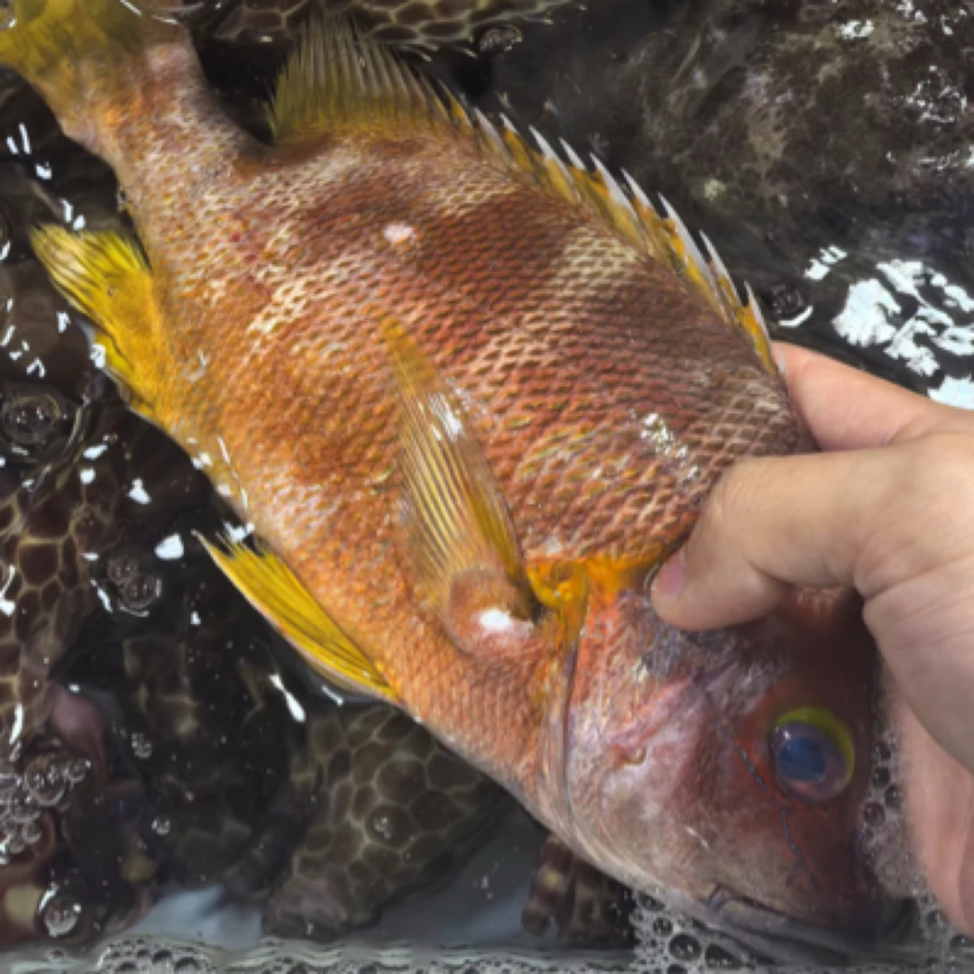 天然野生金石蚌 刺身极品 肉质嫩滑 具有独特的鱼香味