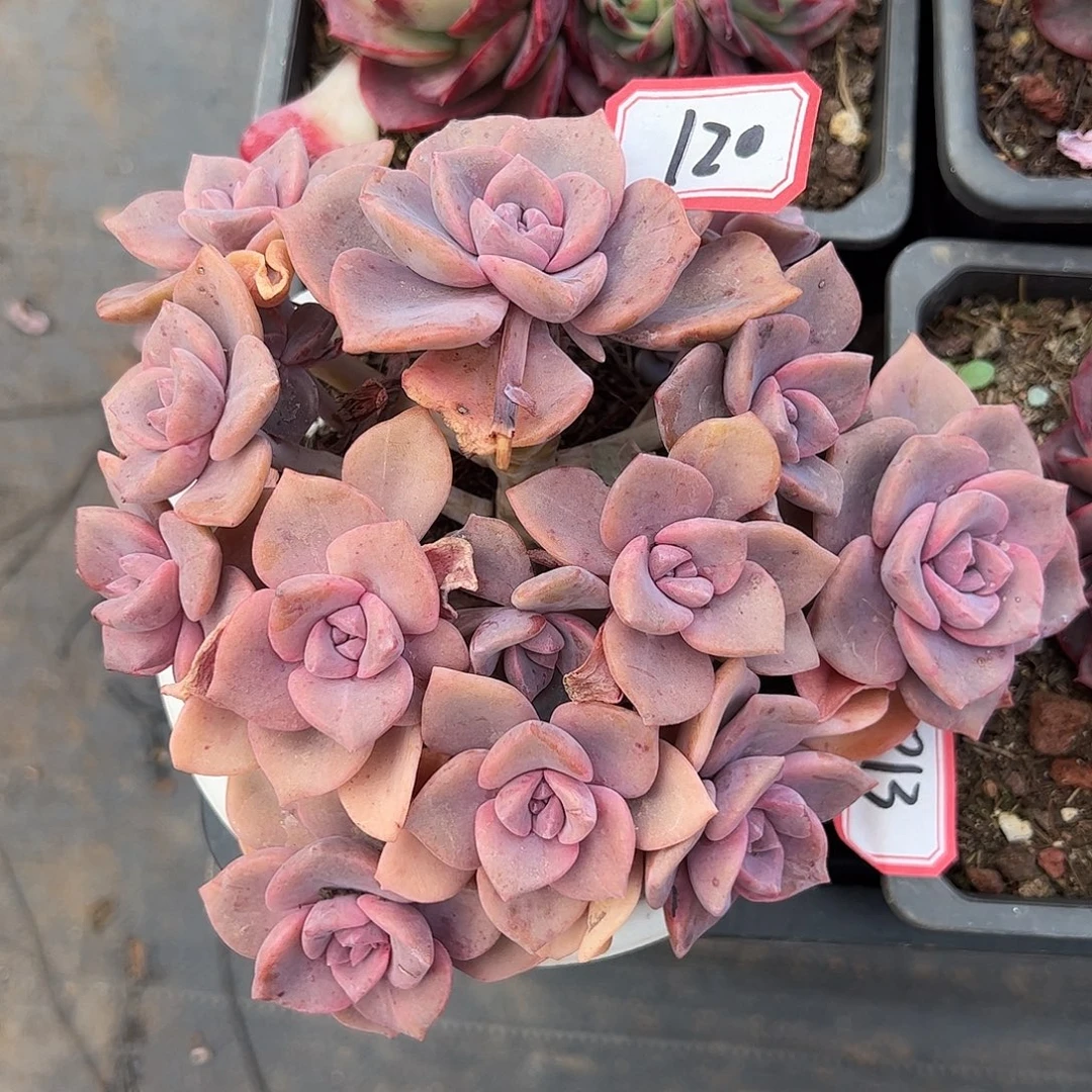 120号彩虹糖，一物一拍