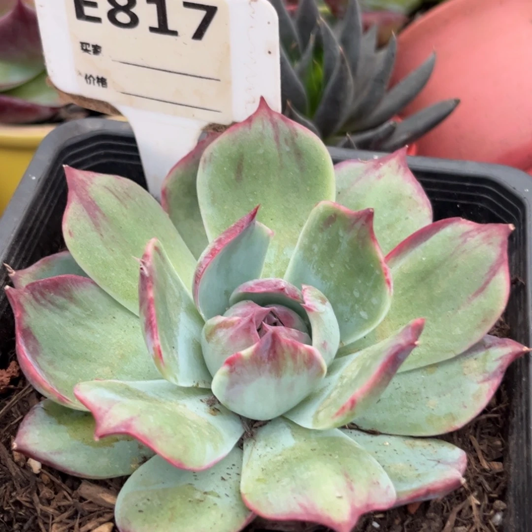 惊鸿仙子多肉植物817