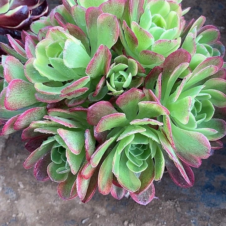 万圣节奶白锦嫩桩