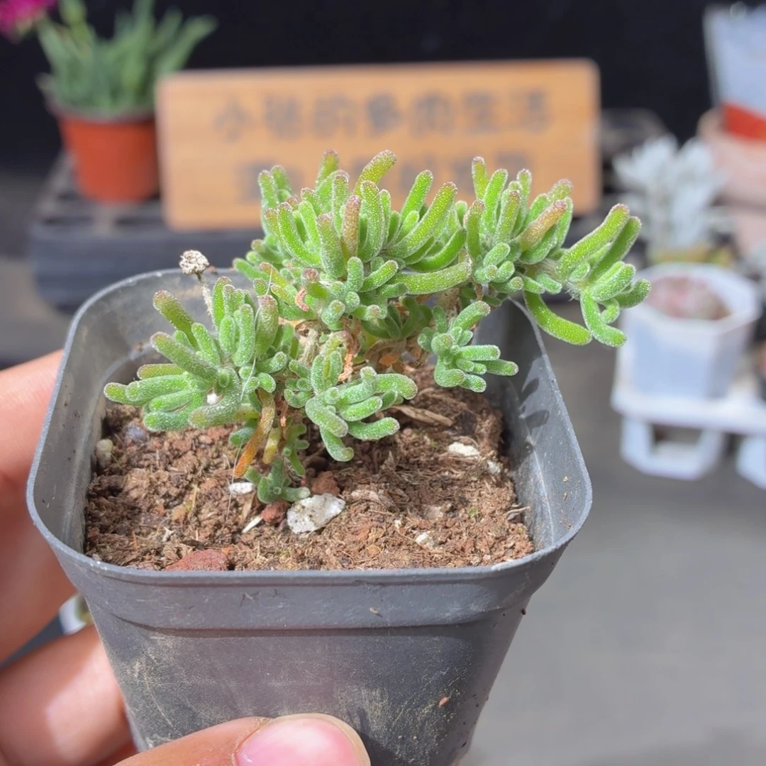 荧光兔子枝干多肉9.9包邮发货