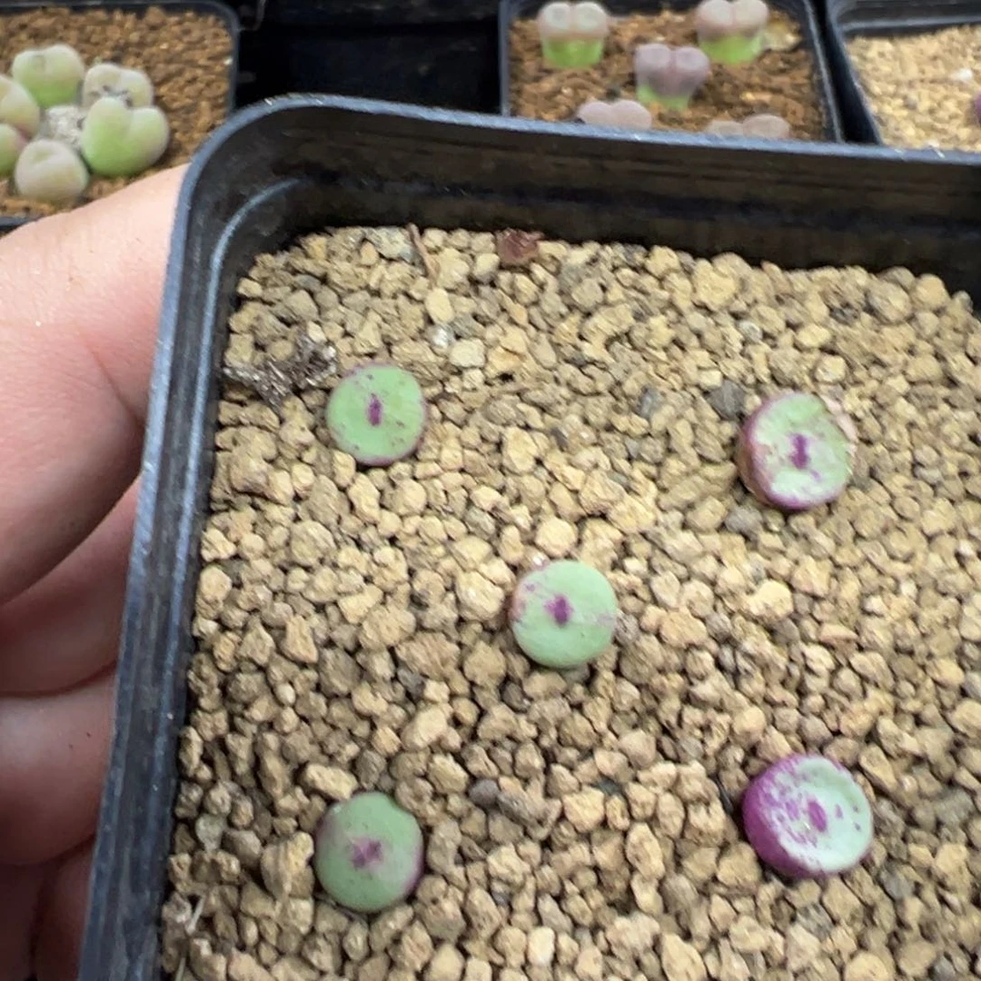 19-99肉锥多肉植物