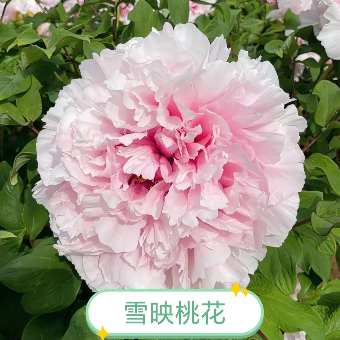 【雪映桃花】洛阳牡丹爆根嫁接苗育苗袋发货品种对版