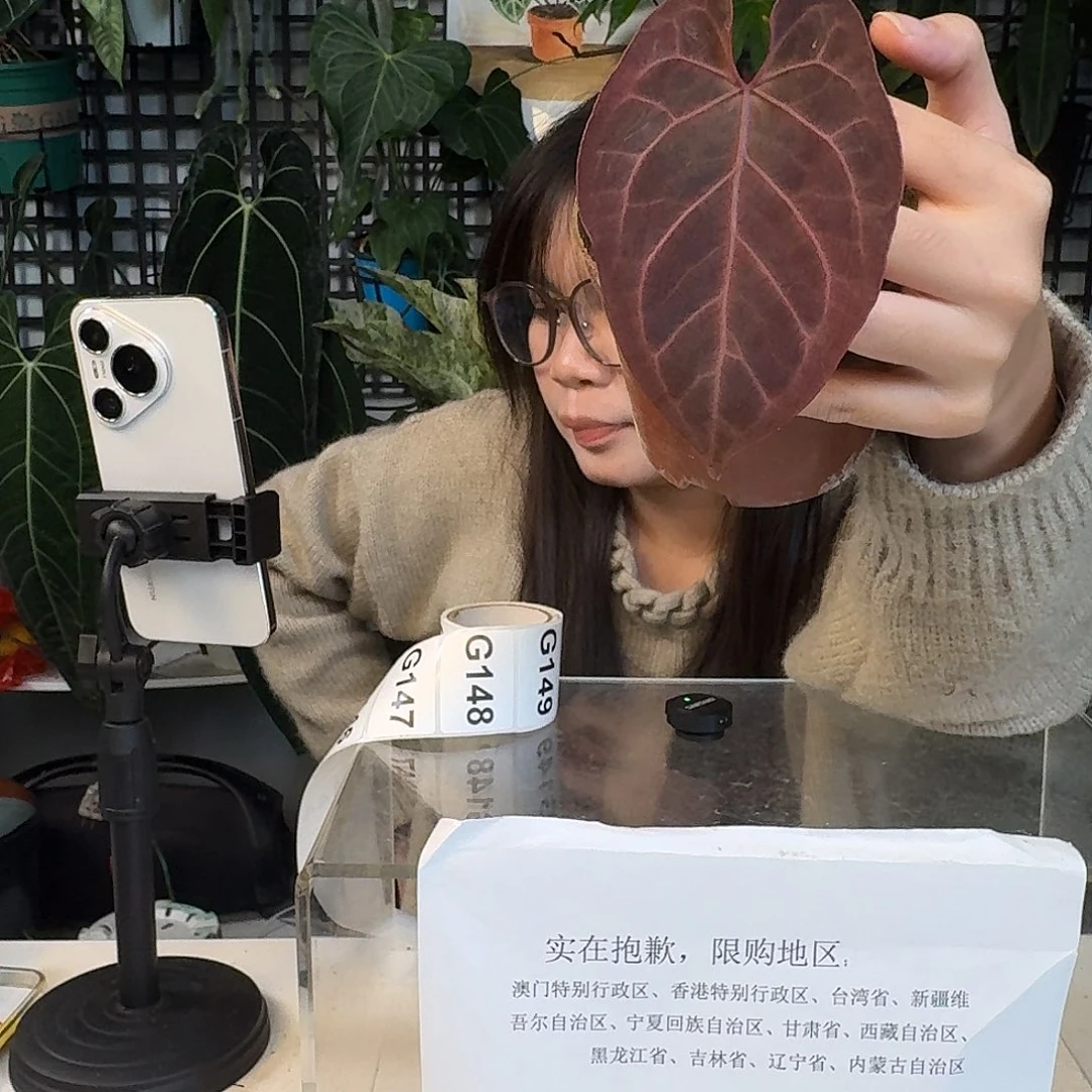 完全开放G142树莓杂华丽