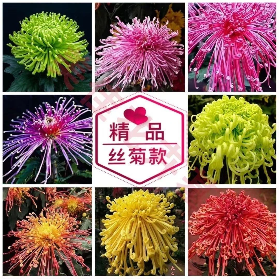 品种菊花小苗多年生盆栽地栽庭院耐寒耐热