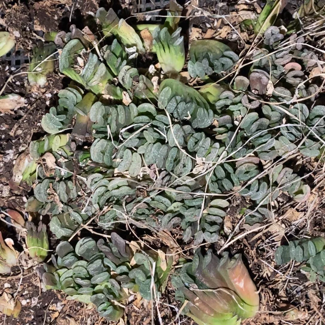 2119 一颗实生小玉扇 周末整点福利