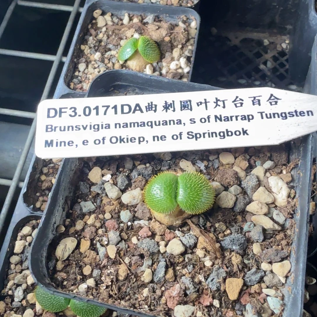 曲刺圆叶灯台百合一个带盆