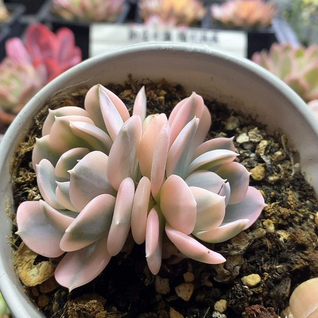 2288粉鲁士腹轮锦多肉