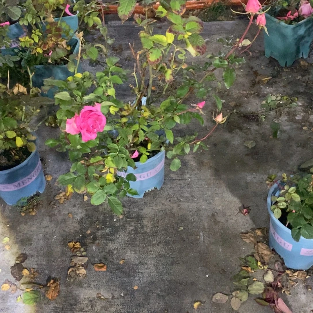 无花朵笑春风玫瑰土球发货