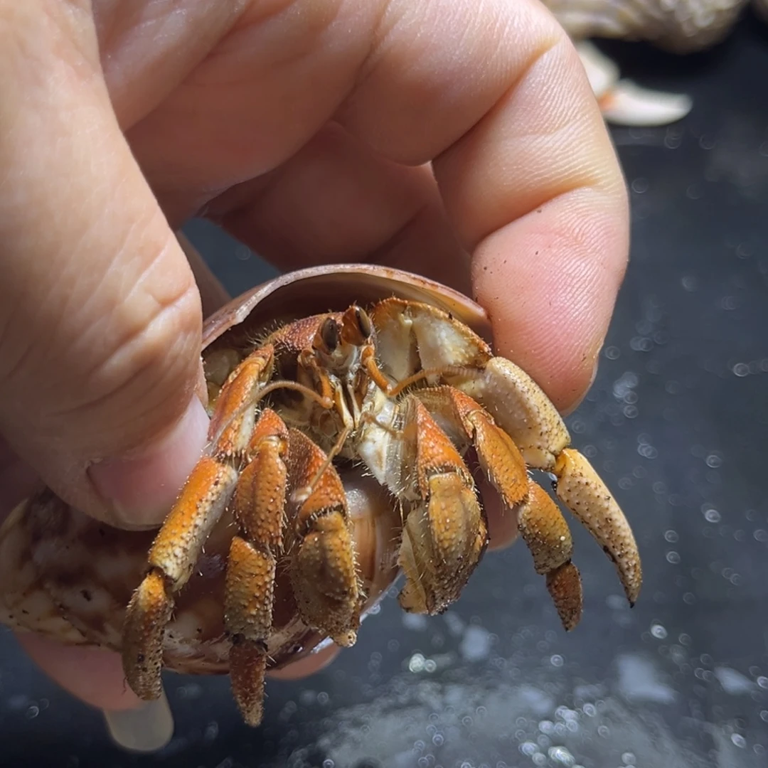 澳瓜2.7口径需要拍加热包