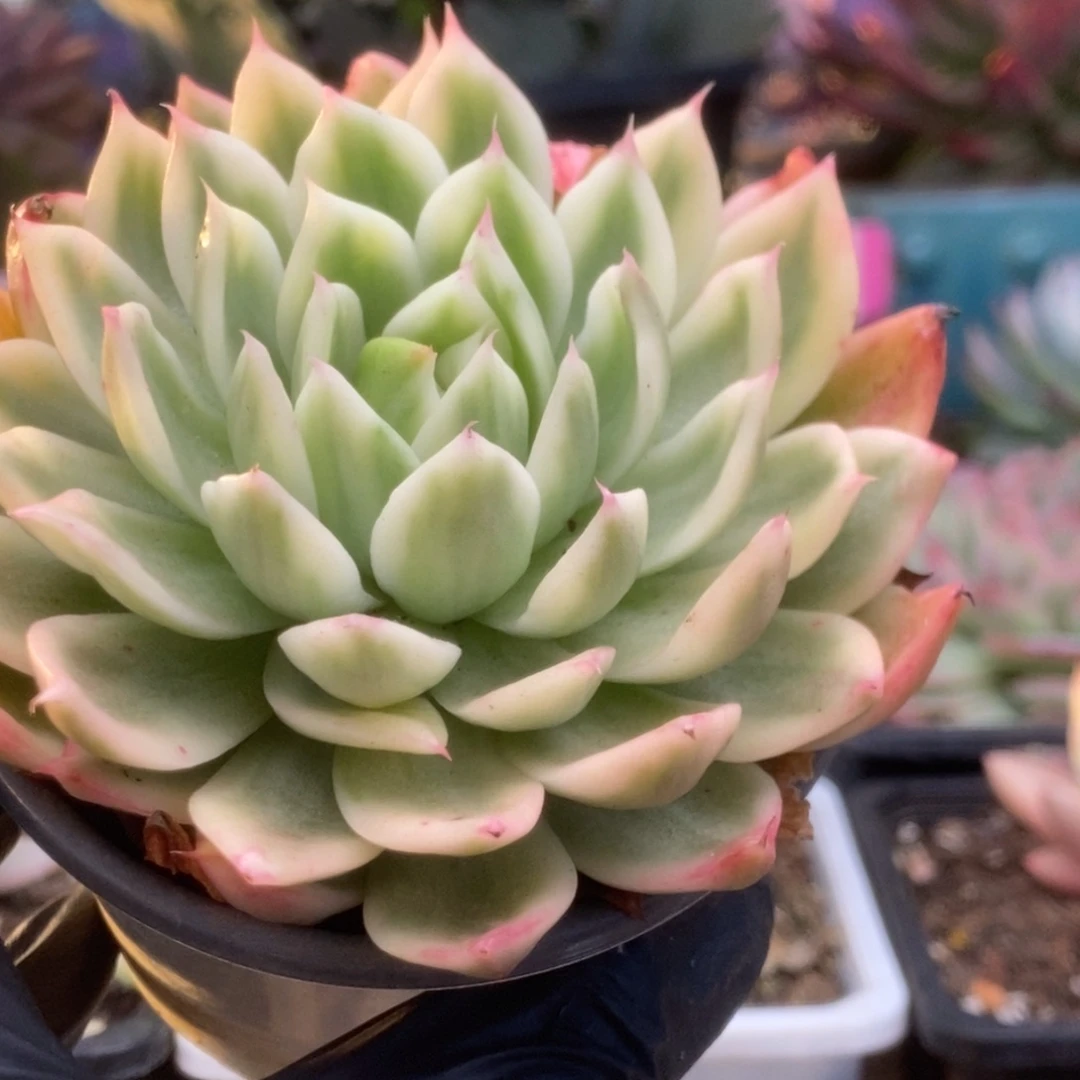 040蝴蝶飞锦锦锦锦锦