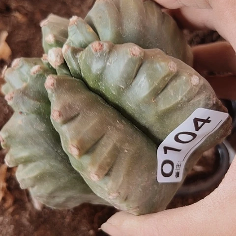 104处理只有木心的仙人球