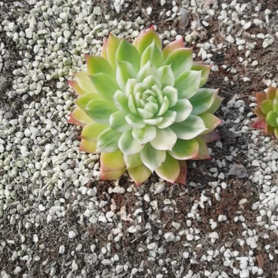 雷帕德超白锦单头带根
